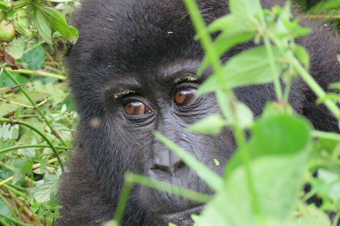 5-Day Bwindi Gorilla and Chimpanzee Trekking Safari in Uganda - Final Thoughts: Who Is This Safari Best For?