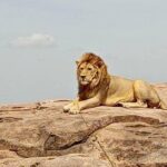 5 Day Camping Safari to Lake Manyara, Serengeti and Ngorongoro Crater - The Practicalities: Transportation, Accommodation, and Value