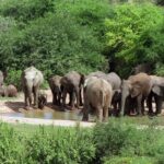 5 Day Cape to Addo Safari - Garden Route Small Group Tour - Why Travelers Love This Tour