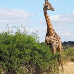 5 Day Chobe National Park Accommodated Tour Safari - Authentic Traveler Perspectives
