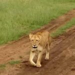 5-Day Crescent Island, HellS Gate, Naivasha, Amboseli National Park - Introduction to the Tour Experience