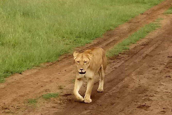5-Day Crescent Island, HellS Gate, Naivasha, Amboseli National Park - Introduction to the Tour Experience