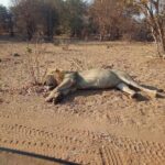 5-Day Explore Zimbabwe, Zambia and Botswana - What Sets This Tour Apart?