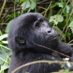 5 Day Gorillas and White Water Rafting Uganda Safari Adventure - The Practical Side: What to Know