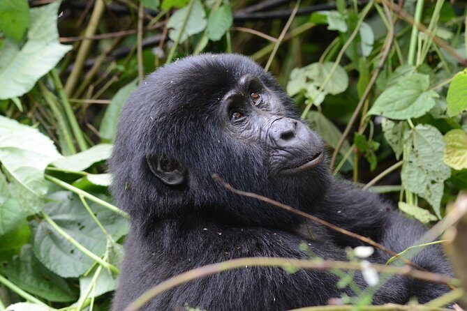 5 Day Gorillas and White Water Rafting Uganda Safari Adventure - The Practical Side: What to Know