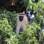 5 Day Gorillas, Wildlife and Kalinzu Forest Chimp Trek - From Arrival to Adventure: What to Expect