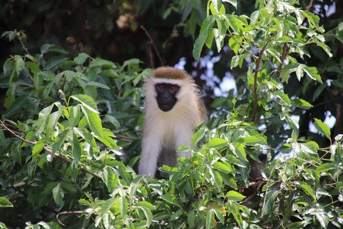 5 Day Gorillas, Wildlife and Kalinzu Forest Chimp Trek - From Arrival to Adventure: What to Expect