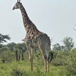 5 Day Kingdom of eSwatini, Kruger National Park & Panorama Route - The Experience and What It Means for You