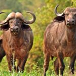 5 Day Kruger National Park and Panorama Route Safari - Accommodation & Meal Highlights