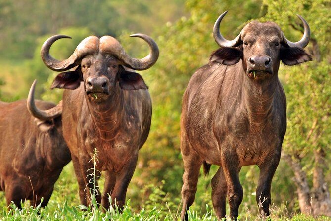 5 Day Kruger National Park and Panorama Route Safari - Accommodation & Meal Highlights