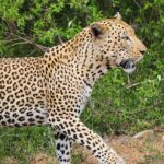5 day-Kruger National Park Safari from Kruger Int. Airport (KMI), Panorama Route - Why This Tour Stands Out