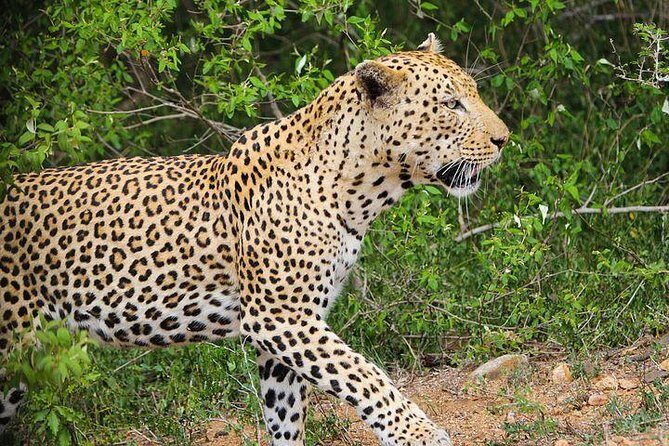 5 day-Kruger National Park Safari from Kruger Int. Airport (KMI), Panorama Route - Why This Tour Stands Out