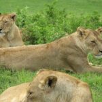 5-Day Lake Manyara, Serengeti, Ngorongoro Crater and Tarangire - Authentic Experiences and Highlights