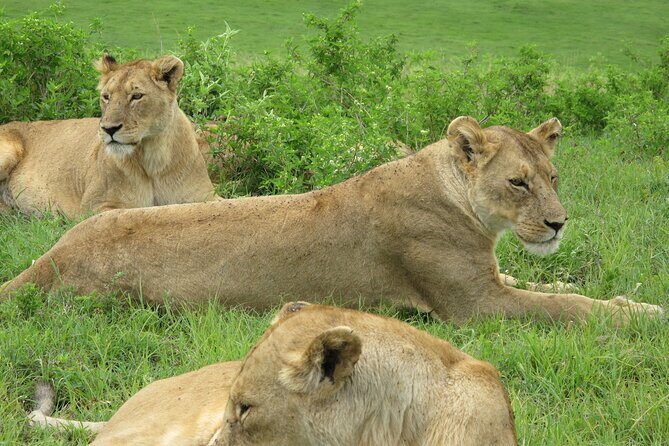 5-Day Lake Manyara, Serengeti, Ngorongoro Crater and Tarangire - Authentic Experiences and Highlights