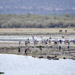 5-Day Majestic Tanzania Safari - High End All Inclusive - In-Depth Breakdown of the Itinerary