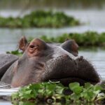 5-Day Masai Mara Lake Nakuru and Naivasha Small-group Safari Tour - Transition to Lakes & Bird Life