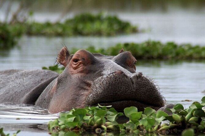 5-Day Masai Mara Lake Nakuru and Naivasha Small-group Safari Tour - Transition to Lakes & Bird Life