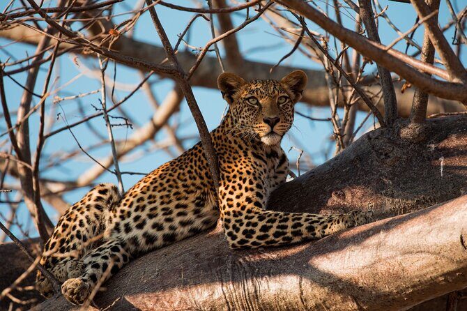 5-Day Mid-Range Safari in Tanzania - What Makes This Tour a Great Choice?