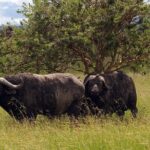 5-Day Mikumi & Ruaha Tanzania Wildlife Lodge Safari - Day-by-Day Breakdown of the Itinerary