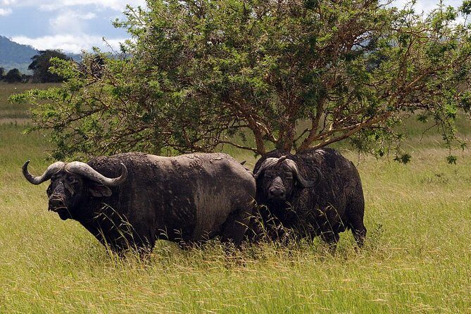 5-Day Mikumi & Ruaha Tanzania Wildlife Lodge Safari - Day-by-Day Breakdown of the Itinerary