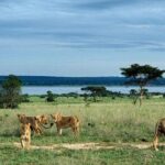 5-Day Murchison Falls, Budongo Chimps, Wildlife Big 5 Safari - The Sum Up