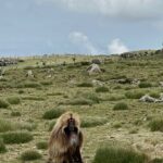5-Day Northern Ethiopia Tour : 3D Simien Mountains Trek & Axum. - Final Thoughts: Is This Tour Right for You?