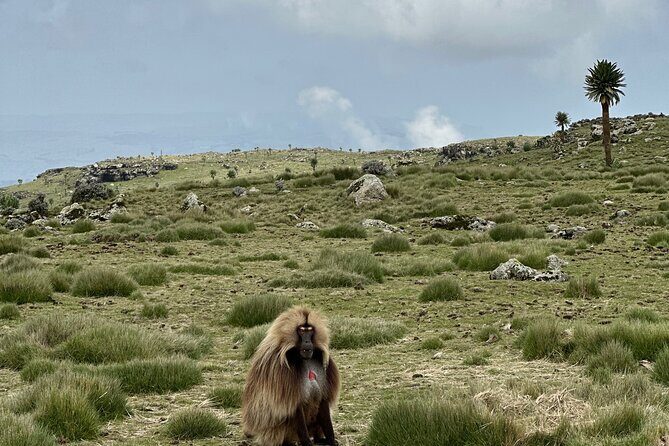 5-Day Northern Ethiopia Tour : 3D Simien Mountains Trek & Axum. - Final Thoughts: Is This Tour Right for You?