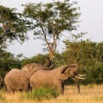 5-Day Pearl of Africa Chimps and Gorilla Trekking Safari - Authentic Experiences & Hidden Gems