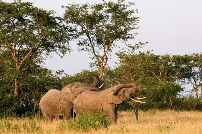 5-Day Pearl of Africa Chimps and Gorilla Trekking Safari - Authentic Experiences & Hidden Gems