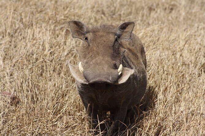 5-Day private Camping Safari Tour in Tanzania - What Makes This Safari Stand Out?