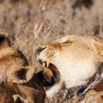 5-Day Private midrange Tour in Arusha with Airport Pickup - FAQs
