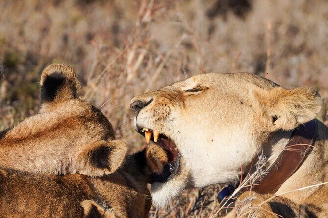 5-Day Private midrange Tour in Arusha with Airport Pickup - FAQs