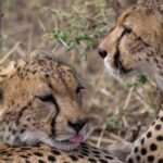 5-Day Private Safari Tour in Northern Tanzania - Why Choose This Tour?