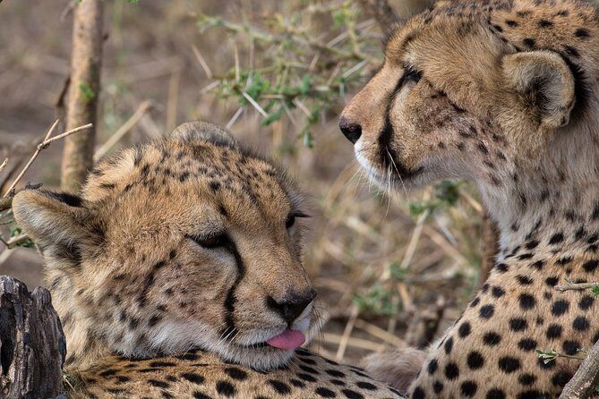 5-Day Private Safari Tour in Northern Tanzania - Why Choose This Tour?