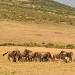 5-Day Safari in Maasai Mara, Lake Nakuru and Naivasha - Who Will Love This Safari?