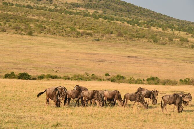 5-Day Safari in Maasai Mara, Lake Nakuru and Naivasha - Who Will Love This Safari?
