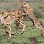 5 Day Safari in Tarangire, Serengeti and Ngorongoro Wonders - Final Thoughts