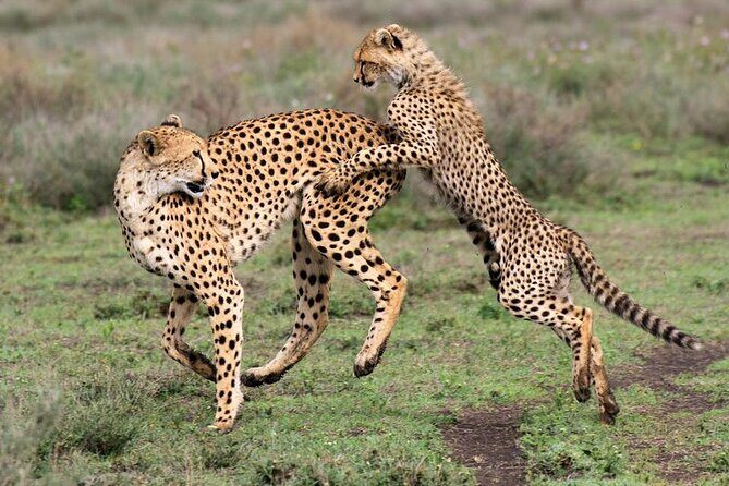 5 Day Safari in Tarangire, Serengeti and Ngorongoro Wonders - Final Thoughts