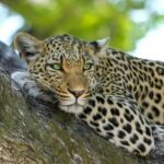 5-Day Safari Symphony: Tarangire, Serengeti & Ngorongoro Marvels - What Makes This Tour Stand Out?