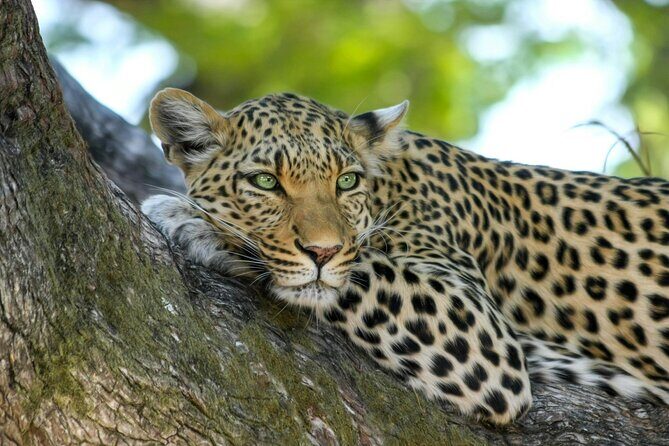 5-Day Safari Symphony: Tarangire, Serengeti & Ngorongoro Marvels - What Makes This Tour Stand Out?