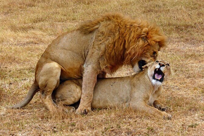 5 day safari Tarangire Serengeti and Ngorongoro crater - What Does the Tour Include?