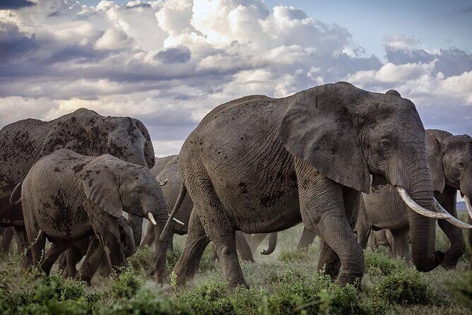 5-Day Safari Tour in 3 National Parks - What Makes This Tour Stand Out
