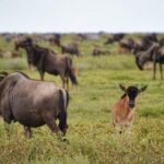 5 Day Serena Luxury Tanzania Safari - What Makes This Tour Stand Out?