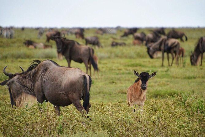 5 Day Serena Luxury Tanzania Safari - What Makes This Tour Stand Out?