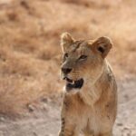 5 Day Serengeti, Tarangire, & Ngorongoro & Manyara Grass Root Safari. - What Makes This Safari Stand Out?