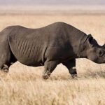 5 Day: Spectacular View of Ngorongoro Crater - What Makes This Tour Stand Out?