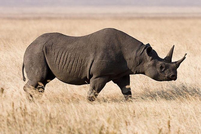 5 Day: Spectacular View of Ngorongoro Crater - What Makes This Tour Stand Out?