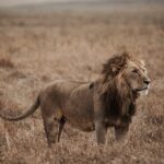 5 Day Tanzania Safari - Lodging and Comfort