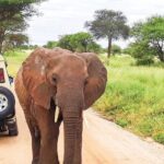 5 Day Tanzania Safari Camping Adventure Private Tour - What Makes This Tour Stand Out