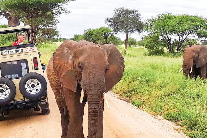 5 Day Tanzania Safari Camping Adventure Private Tour - What Makes This Tour Stand Out